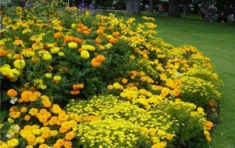 Какими бывают желтые многолетники: виды и сорта растений, описание и фото с названиями Растение с желтыми круглыми цветочками
