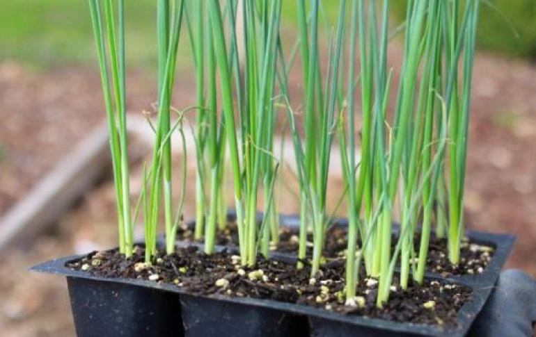 Выращивание лука-порей — Посадка и уход в открытом грунте