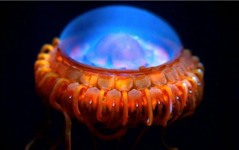 Невероятные факты о морских животных