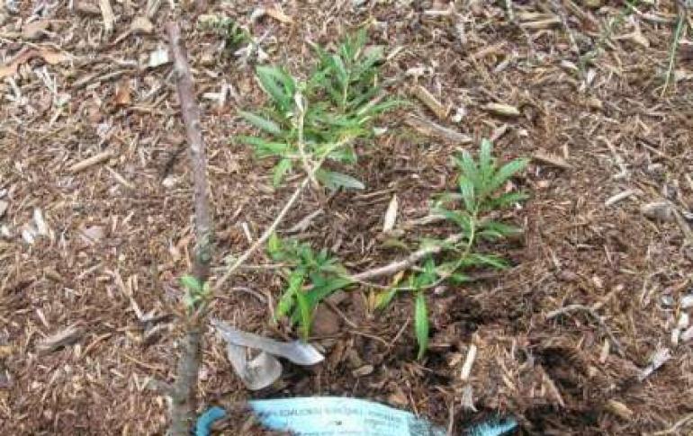 Rokitnik zwyczajny - sadzenie i pielęgnacja sadzonek i roślin dorosłych Rokitnik ogrodowy
