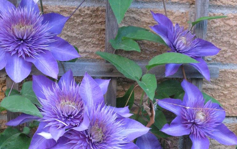 Clematis flower.  Growing clematis.  Caring for clematis.  Clematis Multi Blue: description, planting and care in open ground Clematis blue light planting and care