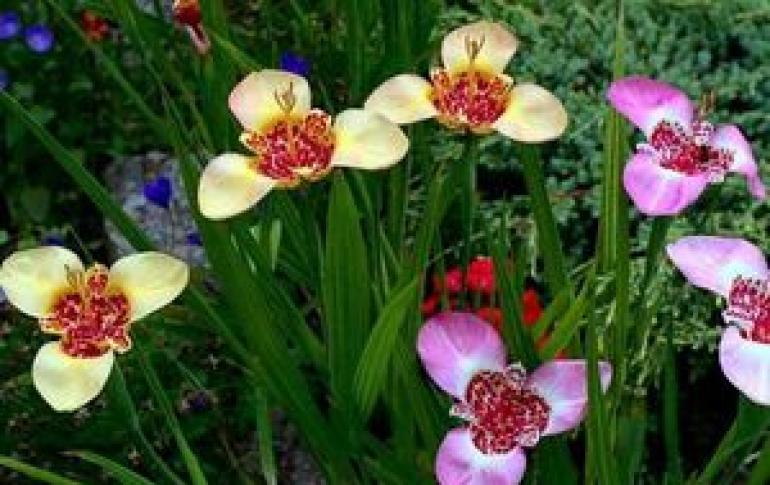 Cultivo y cuidado de la flor de tigridia Reglas de Tigridia para plantar en campo abierto.