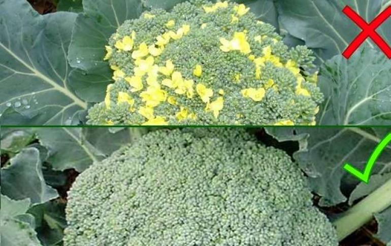 Coliflor y brócoli: cultivo y cuidados