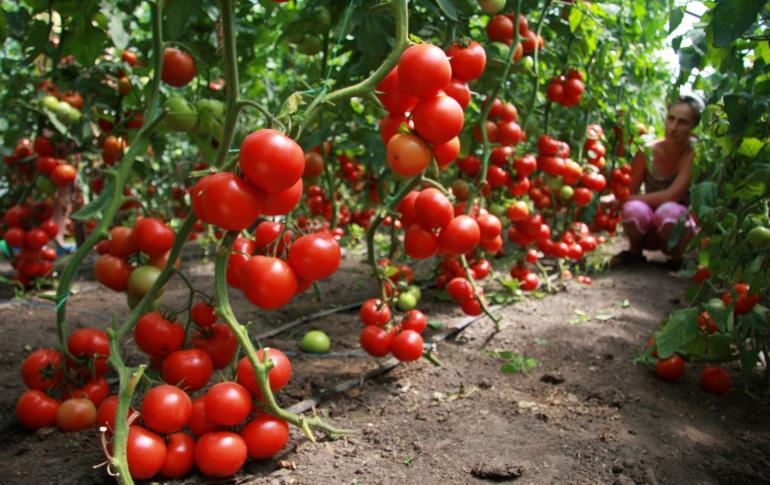 Отглеждане на домати като бизнес Търсене и цени на домати