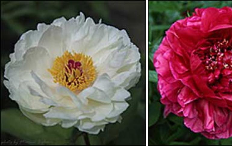 Was sind Pfingstrosen, Beschreibung der Blumen, beste Sorten, Zucht- und Pflegeempfehlungen Mittelfrühe Pfingstrosensorten mit Fotos und Namen