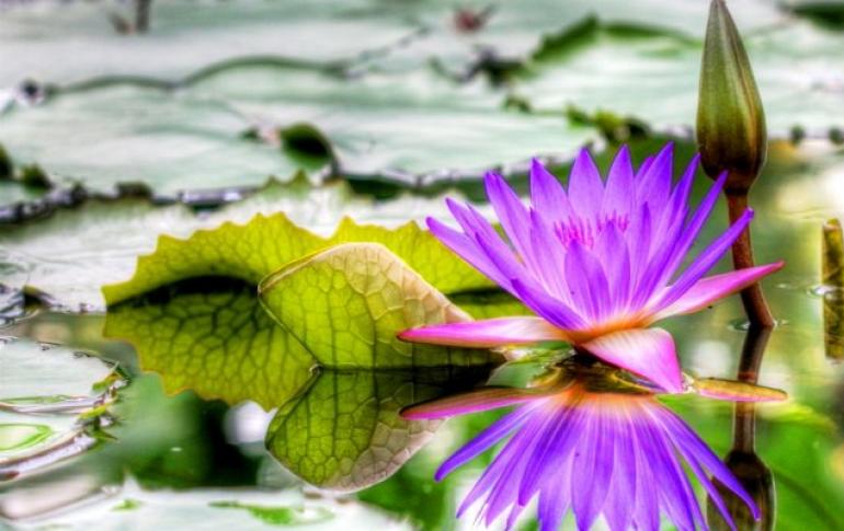 Aquatic plants for the pond: types and planting features