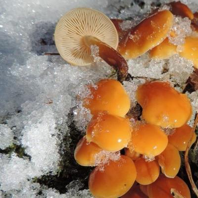 Zimowe grzyby miodowe: gdzie rosną, kiedy zbierać