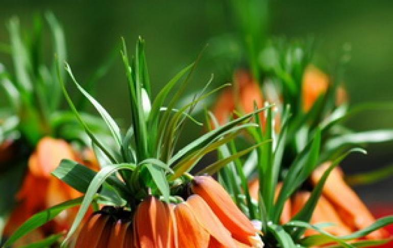 თხილის როჭო (Fritillaria) - 