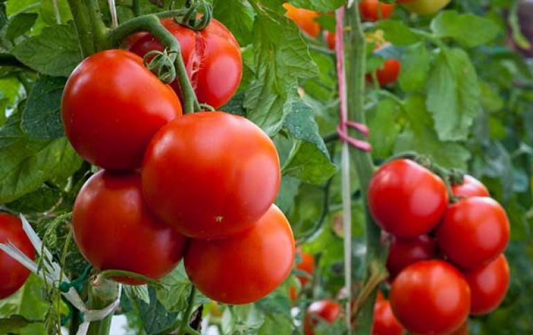 Serada domates bağlama yöntemleri Serada domates ne zaman bağlanır