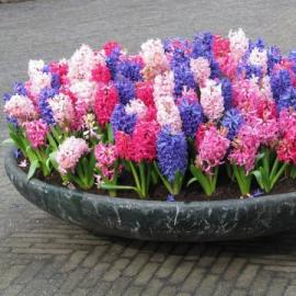 Hyacinth dalam pot: perawatan di rumah, penanaman, penanaman, dan rekomendasi