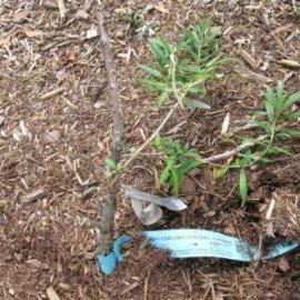 Rokitnik zwyczajny - sadzenie i pielęgnacja sadzonek i roślin dorosłych Rokitnik ogrodowy