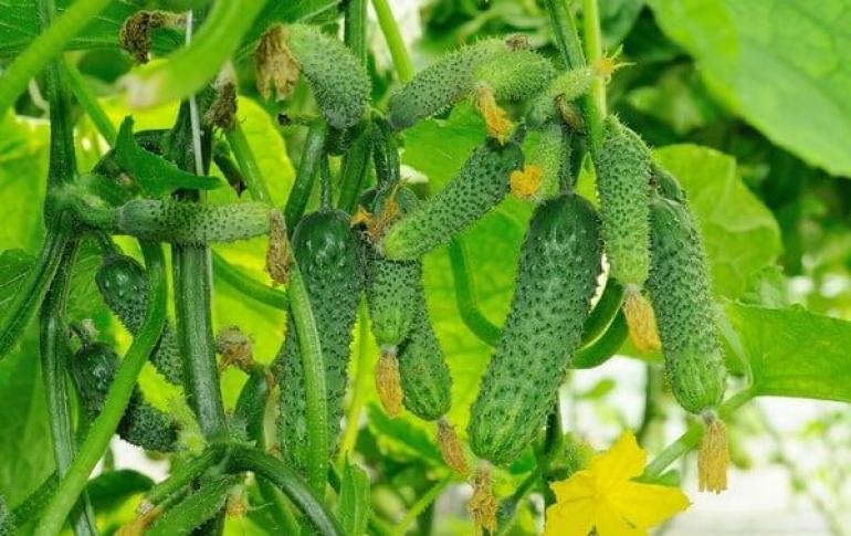 Growing cucumbers on the balcony: simple rules, tips for beginners and experienced gardeners