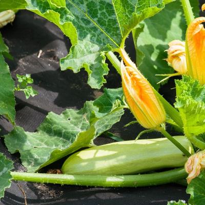 Zucchinisamen im Freiland pflanzen und für Setzlinge Timing und Pflanzschema richtige Pflege So züchten Sie frühe Zucchini im Freiland
