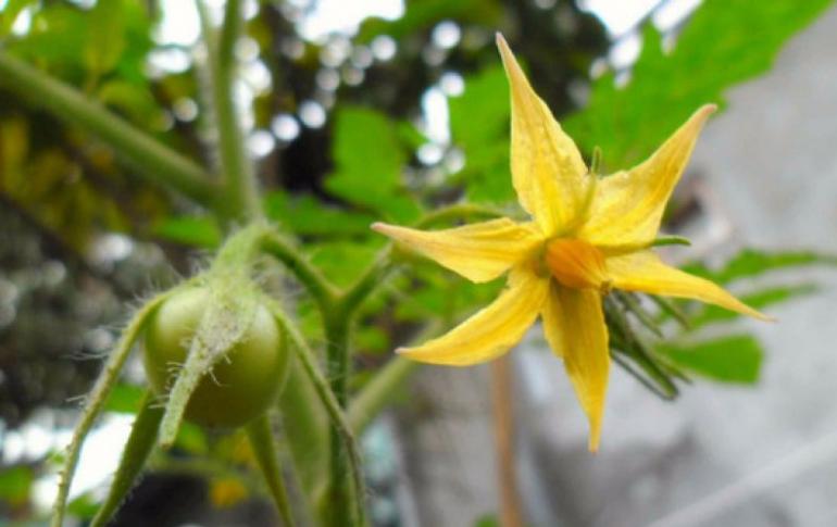 ¿Cómo se pueden polinizar tomates en un invernadero?