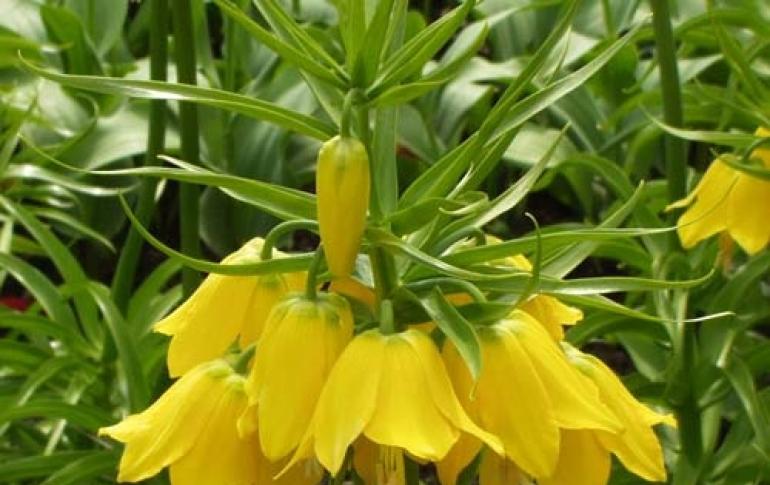 Königskronenblume: Pflanzen, Wachstum und Pflege Gelbe Kaiserkrone