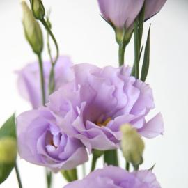 Growing eustoma from seeds: varieties and care features