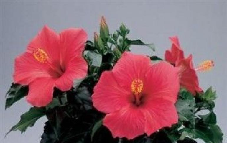 A hibiszkusz metszése szükséges a növekedéshez és a virágzáshoz A kínai rózsa koronájának kialakulása