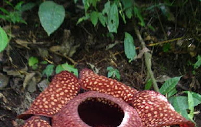 Tanaman parasit Rafflesia arnoldi