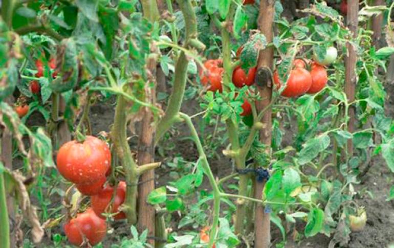 Plantar tomates en campo abierto: características de cultivo.