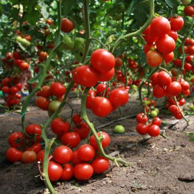 Tomatenanbau als Geschäft Nachfrage und Preise für Tomaten