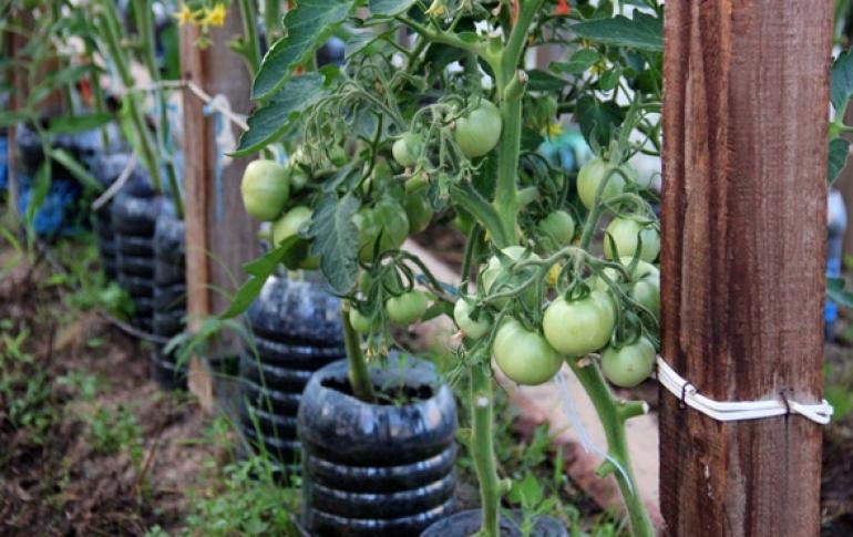 Menanam tomat di rumah kaca: metode dan video Cara mengikat bibit tomat di rumah kaca