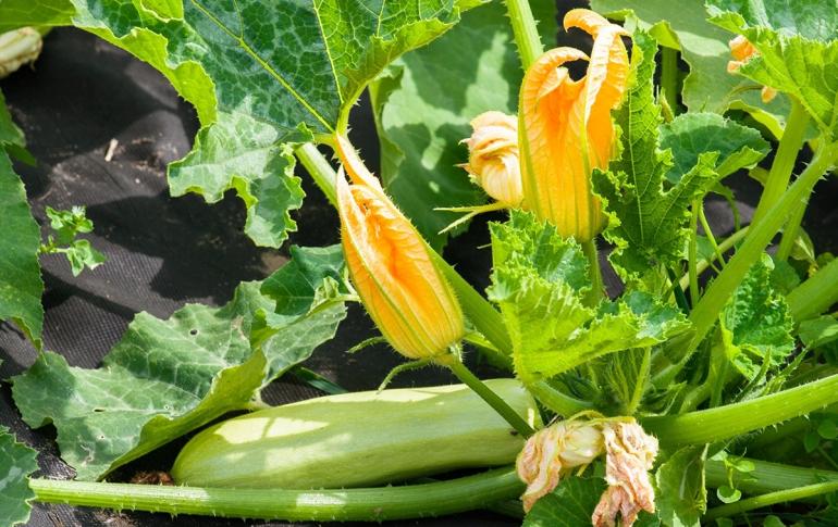Menanam benih zucchini di tanah terbuka dan untuk bibit waktu dan skema penanaman perawatan yang tepat Cara menanam zucchini awal di tanah terbuka