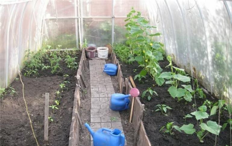 How to make beds in a greenhouse correctly. What height should the beds be in a greenhouse?