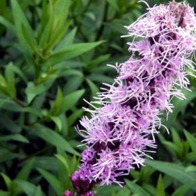 Liatris planting and care in open ground propagation by seeds Liatris what is combined with