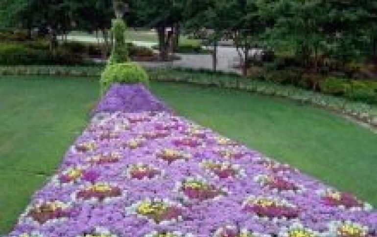 เตียงดอกไม้ที่ทำเองในประเทศ: แนวคิดดั้งเดิมในการตกแต่งเตียงดอกไม้ที่สวยงามสำหรับผู้เริ่มต้น