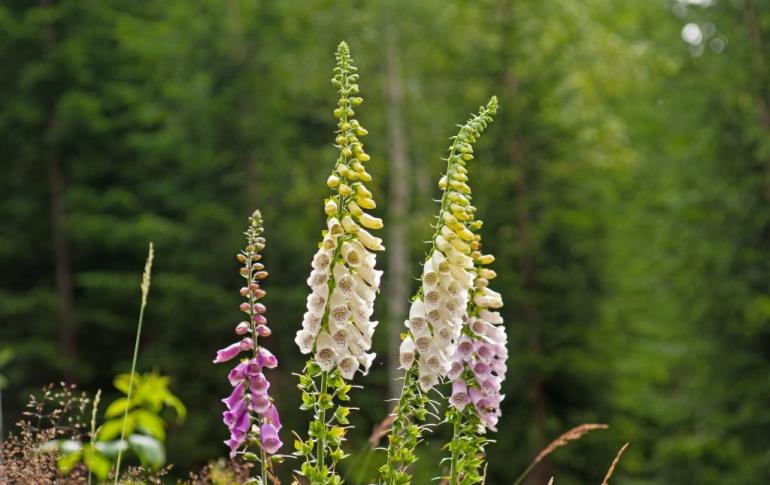 Perennial foxglove - elegant bell: planting and care