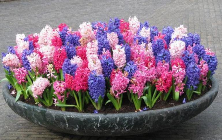 Hyacinth dalam pot: perawatan di rumah, penanaman, penanaman, dan rekomendasi