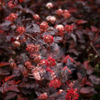 Frost-resistant ornamental shrubs for gardening, photos and names