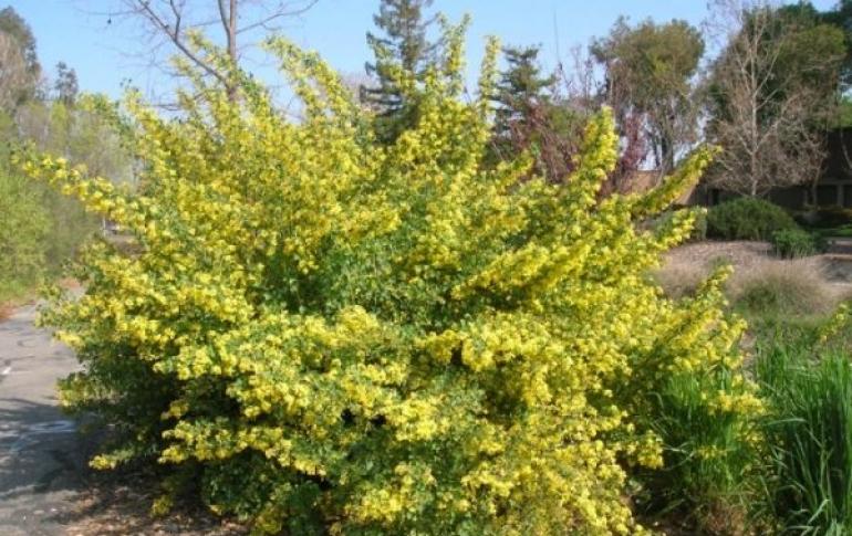 Golden currant: varieties, description, propagation, planting and care, photo How to plant golden currant in the spring