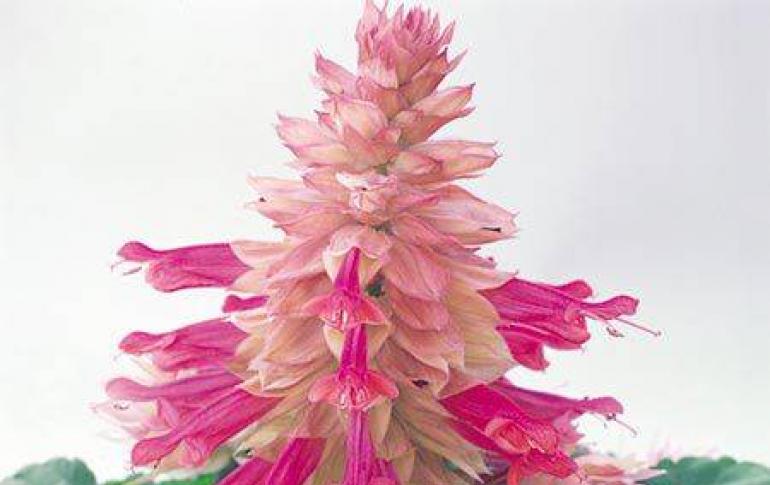 Menabur bunga salvia.  Salvia: penanaman dan perawatan.  Deskripsi biologis salvia