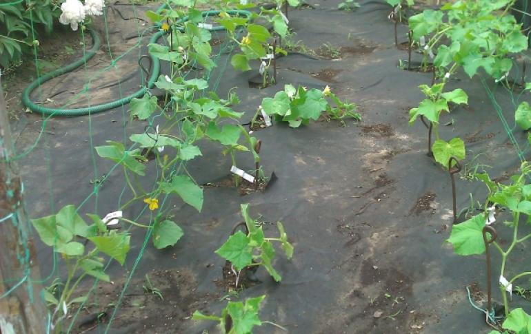 Uborka talajtakarása üvegházban