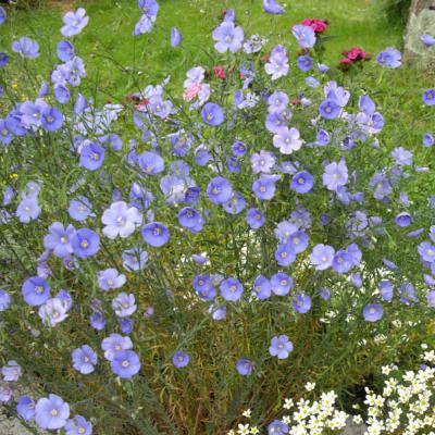 Grandiflora linai: sodinimas ir priežiūra
