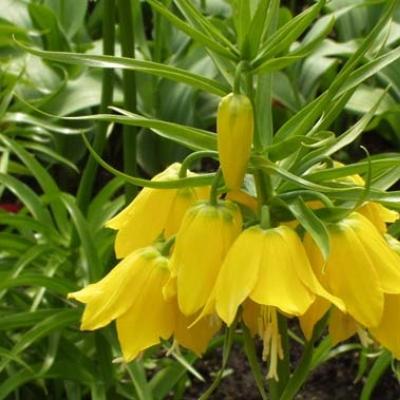 Royal crown flower: planting, growing and care Yellow imperial crown