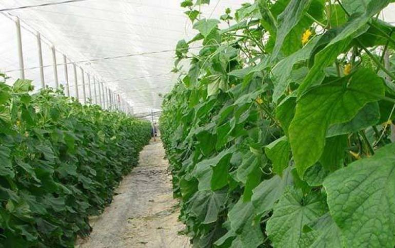 Az uborka termesztésének és termésének feltételei, a termelékenység növelése és az uborka gondozása!
