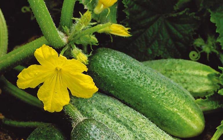Как да увеличим добива на краставици Как да увеличим плодните краставици